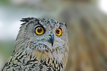 eagle owl ( bubo bubo ), portrait