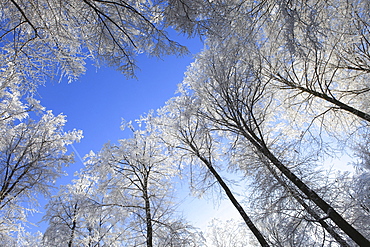 Snow covered trees in winter from below