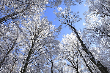 Snow covered trees in winter from below