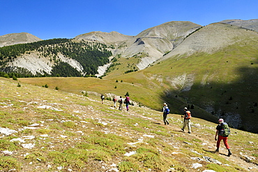 Hiking, trekking group on an alpine meadow, Haute Verdon mountains, Alpes de Haute Provence, France, Europe