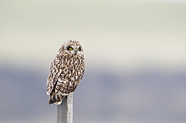 Short-eared owl (Asio flammeus)