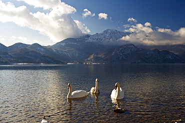 Mountain panorama with Mute swans at Kochelsee Lake, view towards Herzogstand Mountain, Bavaria, Germany, Europe