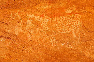 Rock engraving of a cow, neolithic rock art of Tasset Plateau, Tassili n'Ajjer National Park, Unesco World Heritage Site, Wilaya Illizi, Algeria, Sahara, North Africa, Africa