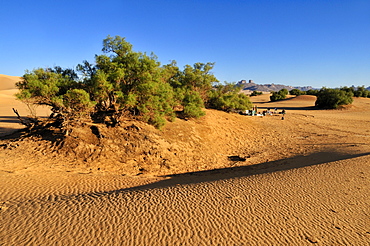 Tourist camp in the foothills of Tassili n'Ajjer National Park, Unesco World Heritage Site, Wilaya Illizi, Algeria, Sahara, North Africa