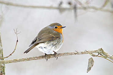 Robin redbreast (Erithacus rubecula)