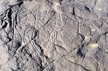 Prehistoric rock engraving of a gazelle, neolithic rock art of Tinterhert, Dider Valley, Tassili n'Ajjer National Park, Unesco World Heritage Site, Wilaya Illizi, Algeria, Sahara, North Africa