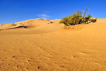 Sand dunes of Erg Admer, Wilaya Illizi, Algeria, Sahara, North Africa