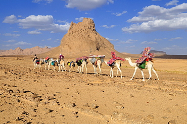 Group of camels, caravane, in the volcanic landscape of Hoggar, Ahaggar Mountains, Wilaya Tamanrasset, Algeria, Sahara, North Africa