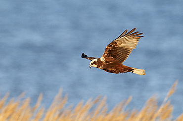 Western Marsh Harrier (Circus aeruginosus)