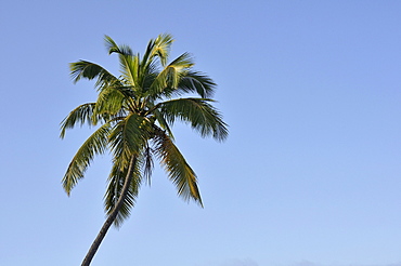 Coconut palm (Cocos nucifera), Haiti, Caribbean, Central America