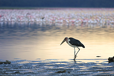 Marabou Stork (Leptoptilos crumeniferus) Masai Mara, Kenya, Africa