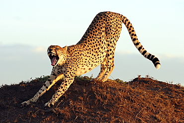 Cheetah (acinonyx jubatus), yawning and stretching, Masai Mara, Kenya, Afrika