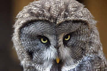 Great Grey Ow (Strix nebulosa)