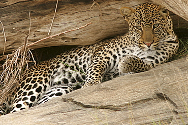 leopard (panthera pardus) resting, Masai Mara, Kenya, Afrika