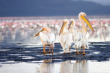 Pelicans (pelicanus onocrotalus), Masai Mara, Kenya, Afrika