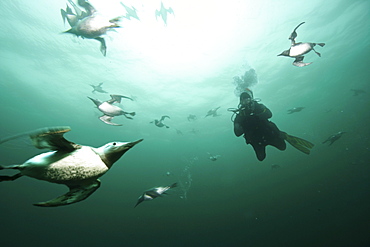 Diving Common Guillemot (Uria aalge) and diver. Barents Sea, Russia