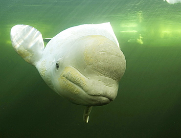 Beluga Whale (Delphinapterus leucas). White Sea, White Karelia, Russia