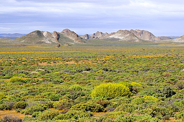 Typical vegetation consisting of mainly succulent shrubs in the Succulent Karoo landscape, Northern Cape, South Africa, Africa