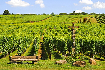 Vineyards on the Bollenberg hillside with stone crucifix, Orschwihr, Alsace, France, Europe