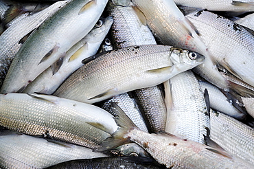 Recently caught whitefish from Lake Starnberg, Fuenfseenland area, Upper Bavaria, Bavaria, Germany, Europe