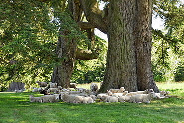 Sheep resting under old cedars, Wimborne, Dorset, southern England, England, United Kingdom, Europe