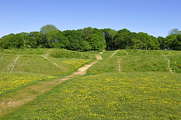 Badbury Rings, an Iron Age ring fort to the east of Dorset, about 2200 years old, southern England, England, United Kingdom, Europe