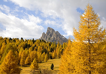 Larch trees near Cortina d'Ampezzo in autumn, Italy, Europe