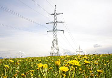 Electricity pylons, power poles, flowering meadow with dandelions, Paehl, Upper Bavaria, Bavaria, Germany, Europe