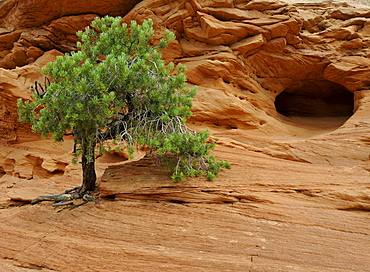 Utah Juniper (Juniperus osteosperma), sandstone, cave, Island in the Sky, Canyonlands National Park, Moab, Utah, USA, North America