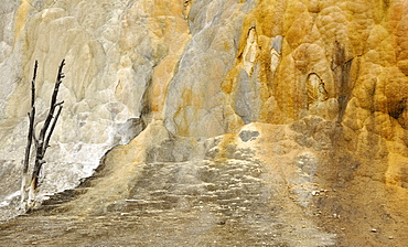 Orange Mound Road, Upper Terraces, limestone sinter terraces, geysers, hot springs, colorful thermophilic bacteria, microorganisms, dead trees, Mammoth Hot Springs Terraces in Yellowstone National Park, Wyoming, America