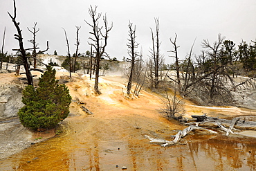 Dead trees at Angel Terrace, Upper Terraces, limestone sinter terraces, geysers, hot springs, Mammoth Hot Springs Terraces in Yellowstone National Park, Wyoming, America