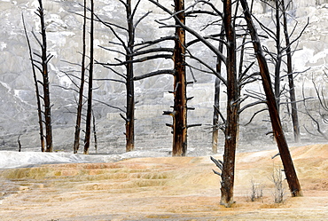 Dead trees at Angel Terrace, Upper Terraces, limestone sinter terraces, geysers, hot springs, Mammoth Hot Springs Terraces in Yellowstone National Park, Wyoming, America