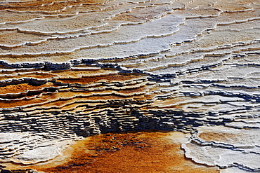 Effluent area of the Canary Spring Terrace, limestone sinter terraces, geysers, hot springs, colorful thermophilic bacteria, microorganisms, Mammoth Hot Springs Terraces in Yellowstone National Park, Idaho, Montana, Wyoming, America