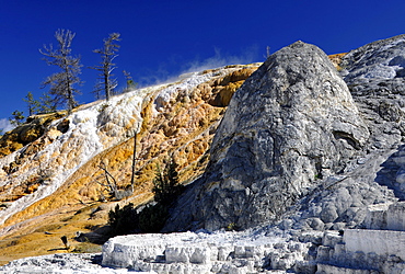 Devil's Thumb, Palette Spring Street, Lower Terraces, limestone sinter terraces, geysers, hot springs, colorful thermophilic bacteria, microorganisms, petrified trees, Mammoth Hot Springs Terraces in Yellowstone National Park, Wyoming, United States of Am