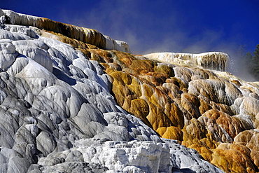 Palette Spring Terrace, Lower Terraces, limestone sinter terraces, geysers, hot springs, colorful thermophilic bacteria, microorganisms, Mammoth Hot Springs Terraces in Yellowstone National Park, Wyoming, United States of America, USA