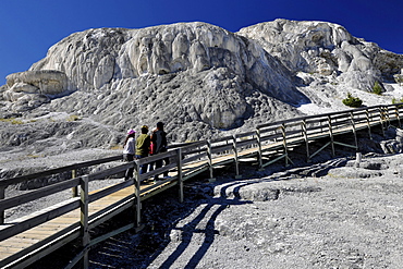 Boardwalk on Mound and Jupiter Spring Terrace, Main Terrace, limestone sinter terraces, geysers, hot springs, Mammoth Hot Springs Terraces in Yellowstone National Park, Wyoming, United States of America, USA