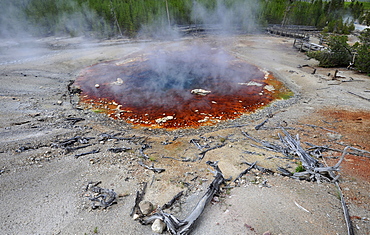 Echinus Geyser with the world's highest acidity, Back Basin, Norris Geyser Basin, geysers, colored thermophilic bacteria, microorganisms, geothermal springs in Yellowstone National Park, Wyoming, United States of America, USA