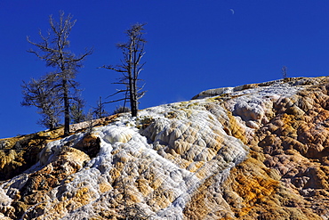 Palette Spring Street, Lower Terraces, limestone sinter terraces, hot springs, colorful thermophilic bacteria, microorganisms, dead trees, Mammoth Hot Springs Terraces, Yellowstone National Park, Wyoming, United States of America, USA