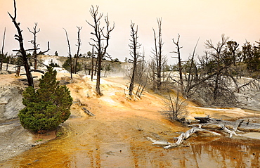 Angel Terrace, Upper Terraces, limestone sinter terraces, hot springs, colorful thermophilic bacteria, microorganisms, dead trees, Mammoth Hot Springs Terraces, Yellowstone National Park, Wyoming, United States of America, USA