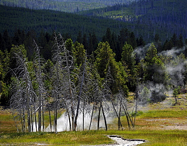 View over Upper Geyser Basin, geothermal springs in Yellowstone National Park, Wyoming, United States of America, USA