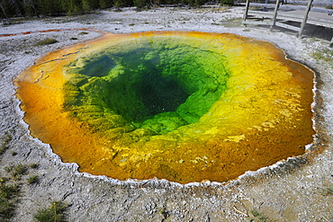 Morning Glory Pool Geyser, Upper Geyser Basin, geothermal springs in Yellowstone National Park, Wyoming, United States of America, USA