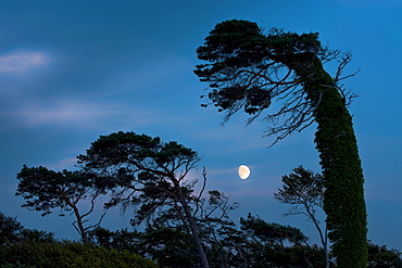 Wind blown trees and moon, Westrand Darss, Western Pomerania Lagoon Area National Park, Mecklenburg-Western Pomerania, Germany, Europe