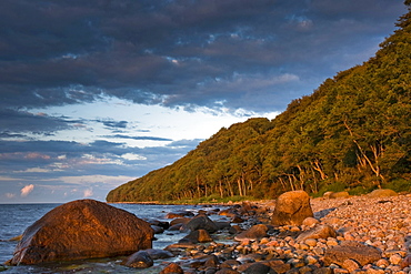 Rocky beach with coastal forest near Nardewitz, Lohme, Ruegen, Mecklenburg-Western Pomerania, Germany, Europe