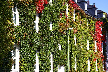 House, facade overgrown with ivy