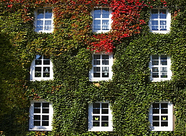 House, facade overgrown with ivy