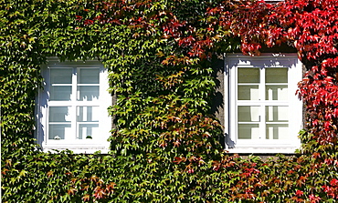 House, facade overgrown with ivy