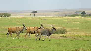 Common Eland, Southern Eland (Taurotragus oryx), herd wandering landscape, Masai Mara National Reserve, Kenya, East Africa, Africa