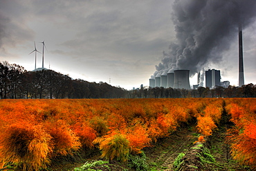 Faded asparagus field in autumn, in the back the E.ON coal power plant in Gelsenkirchen-Scholven, North Rhine-Westphalia, Germany, Europe