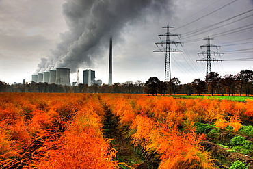 Faded asparagus field in autumn, in the back the E.ON coal power plant in Gelsenkirchen-Scholven, North Rhine-Westphalia, Germany, Europe