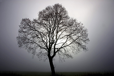 Tree in fog